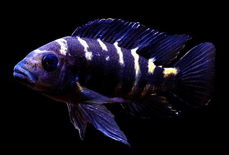  Цихлида-хамелеон (Pseudotropheus crabro)